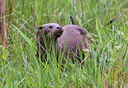 BUITEN BEELD Foto: 278996
