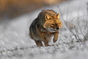 BUITEN BEELD Foto: 278997