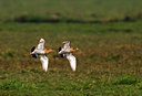 BUITEN BEELD Foto: 27022