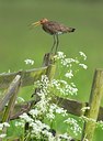 BUITEN BEELD Foto: 27054
