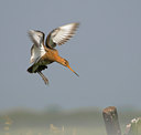BUITEN BEELD Foto: 27063