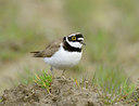 BUITEN BEELD Foto: 27078