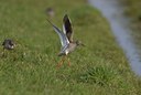 BUITEN BEELD Foto: 27082