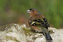 BUITEN BEELD Foto: 27134