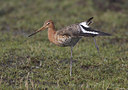 BUITEN BEELD Foto: 27143