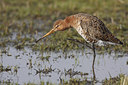 BUITEN BEELD Foto: 27144