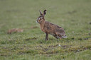 BUITEN BEELD Foto: 27156