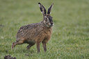 BUITEN BEELD Foto: 27157