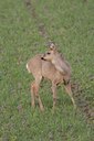 BUITEN BEELD Foto: 27180