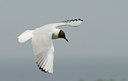 BUITEN BEELD Foto: 27219