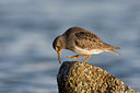 BUITEN BEELD Foto: 27228