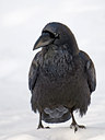 BUITEN BEELD Foto: 27285