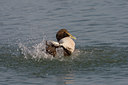 BUITEN BEELD Foto: 27290