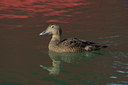 BUITEN BEELD Foto: 27292