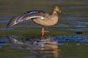 BUITEN BEELD Foto: 27299