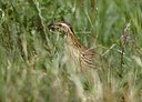 BUITEN BEELD Foto: 27348