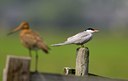 BUITEN BEELD Foto: 27351