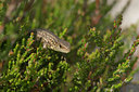 BUITEN BEELD Foto: 27401