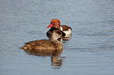 BUITEN BEELD Foto: 27443