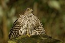 BUITEN BEELD Foto: 27501