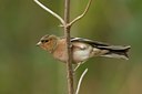 BUITEN BEELD Foto: 27502