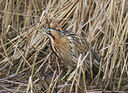 BUITEN BEELD Foto: 27569