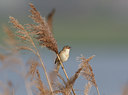 BUITEN BEELD Foto: 27604