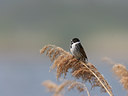 BUITEN BEELD Foto: 27607