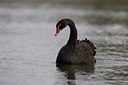 BUITEN BEELD Foto: 27641