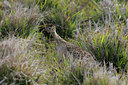 BUITEN BEELD Foto: 27653