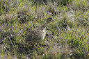 BUITEN BEELD Foto: 27654
