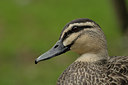 BUITEN BEELD Foto: 27662