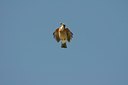 BUITEN BEELD Foto: 27715