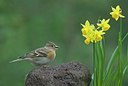BUITEN BEELD Foto: 27745