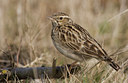 BUITEN BEELD Foto: 27878