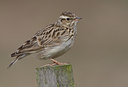 BUITEN BEELD Foto: 27879