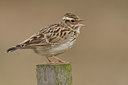 BUITEN BEELD Foto: 27880