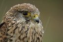 BUITEN BEELD Foto: 27892