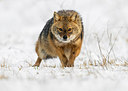 BUITEN BEELD Foto: 279000