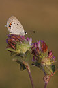 BUITEN BEELD Foto: 279141