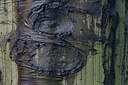 BUITEN BEELD Foto: 279150