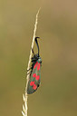 BUITEN BEELD Foto: 279178