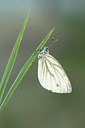 BUITEN BEELD Foto: 279182