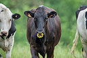 BUITEN BEELD Foto: 279198