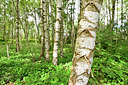 BUITEN BEELD Foto: 279221