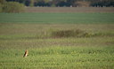 BUITEN BEELD Foto: 279226