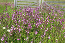 BUITEN BEELD Foto: 279261