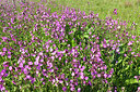BUITEN BEELD Foto: 279263