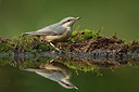 BUITEN BEELD Foto: 279313