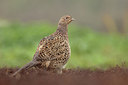 BUITEN BEELD Foto: 279318
